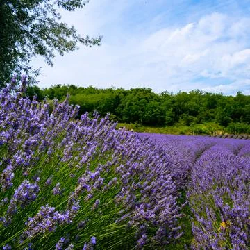The lavender fields  Stock Photos