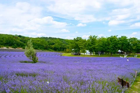 The lavender fields  Stock Photos