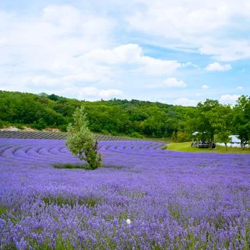 The lavender fields  Stock Photos
