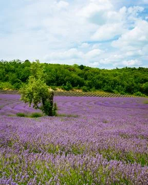 The lavender fields  Stock Photos