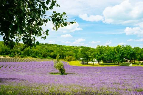 The lavender fields  Foto stock