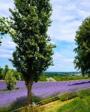 The lavender fields  Stock Photos