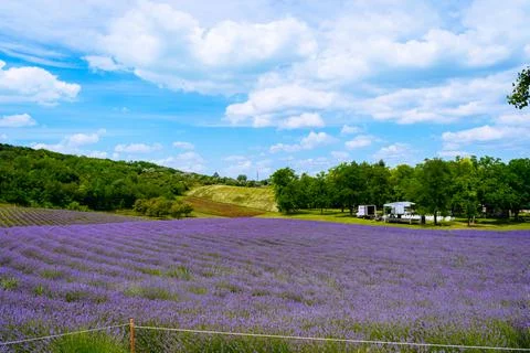 The lavender fields  Stock Photos