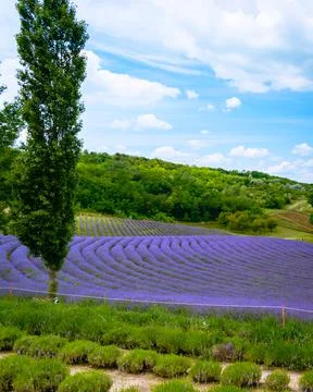 The lavender fields  Stock Photos