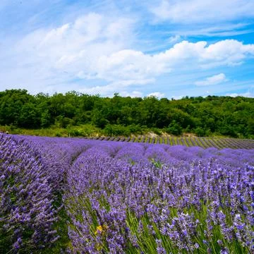 The lavender fields  Stock Photos