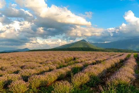 Lavender fields Foto stock