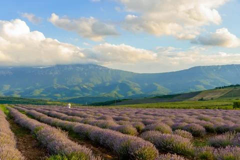 Lavender fields Foto stock