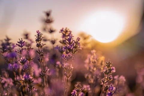 Lavender fields Foto stock