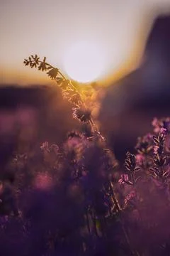 Lavender fields Foto stock