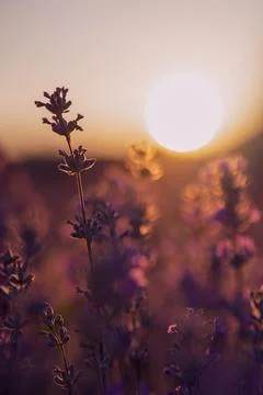Lavender fields Foto stock