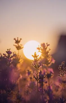 Lavender fields Foto stock