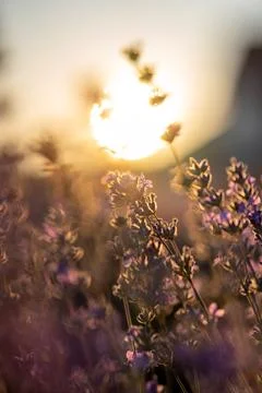 Lavender fields Foto stock
