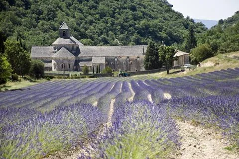 Lavender fields. Stock Photos