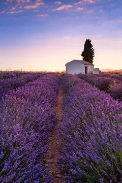 Lavender fields in Plateau de Valensole with a stone house in Summer. Alpes de Stock Photos