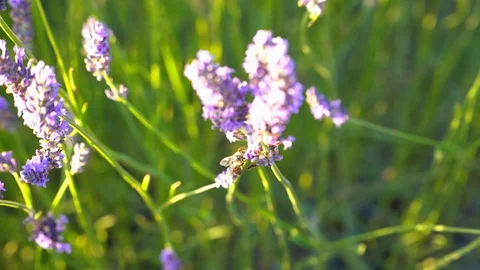 Lavender fields with a pollinating bee in Provence, France Stock Footage 112284061