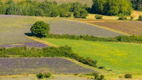 Lavender fields in Provence Stock Photos