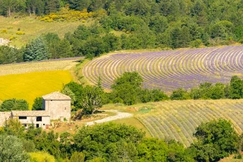 Lavender fields in Provence Stock Photos