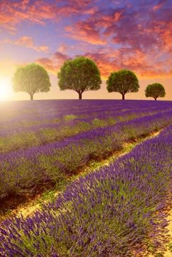 Lavender fields in Provence at sunset Stock Photos