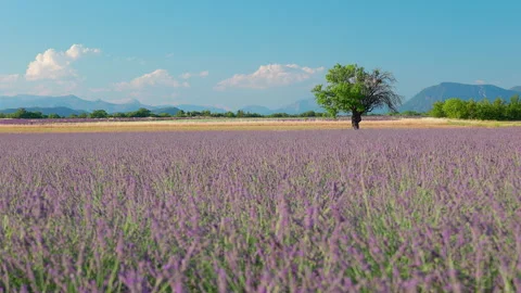 ⁨Lavender fields Puimoisson⁩ ⁨Riez Forcalquier Stock Footage 326773352