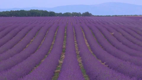 Lavender Fields Rolling Hills in Provence France Perfect Manicured Rows of .. Stock Footage 314410196