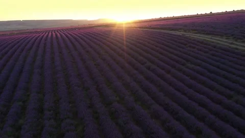Lavender fields in rows with blooming flowers aerial view drone purple field Stock Footage 221455155