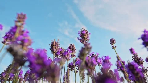 Lavender fields in slow motion beneath a sky dotted with clouds. Stock Footage 291323337