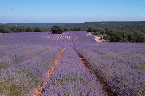 Lavender fields in Spain Stock Photos