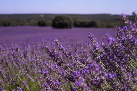 Lavender fields in Spain Stock Photos