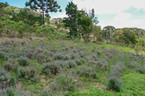Lavender fields in spring in the city of Cunha, Sao Paulo, Brazil Stock Photos
