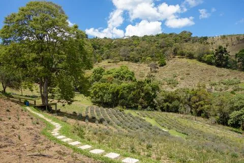 Lavender fields in spring in the city of Cunha, Sao Paulo, Brazil Stock Photos