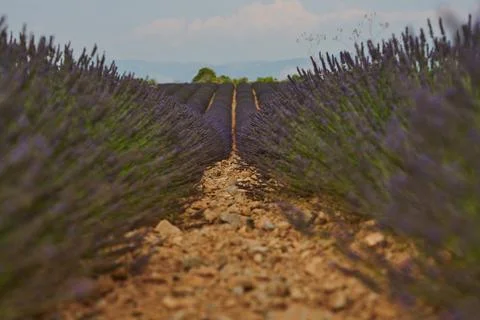 Lavender fields stretch into the distance, showcasing vibrant purple blooms.. Stock Photos