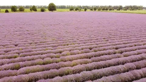 Lavender fields at the summer day, natural color Stock Footage 200161856