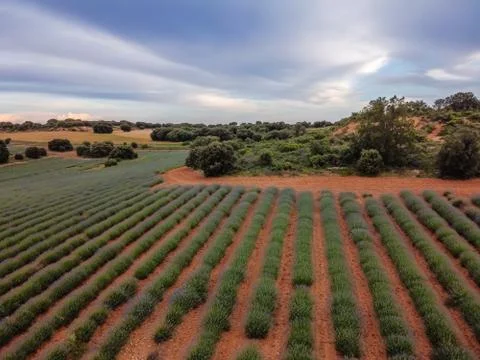 Lavender fields. Summer sunset landscape in Brihuega Stock Photos