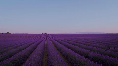 Lavender fields on sunrise or sunset Stock Footage 102046317
