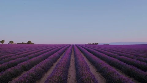 Lavender fields on sunrise or sunset Video stock 102047148