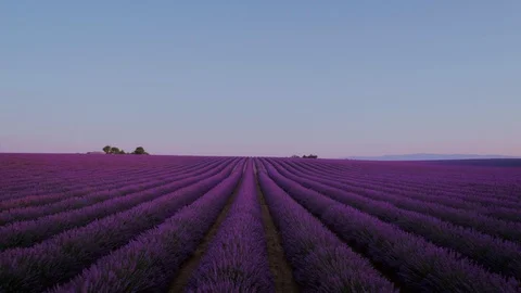 Lavender fields on sunrise or sunset 스톡 동영상 102047630