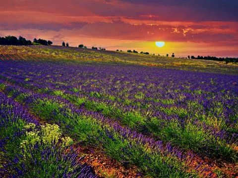 Lavender fields at sunset Stock Photos