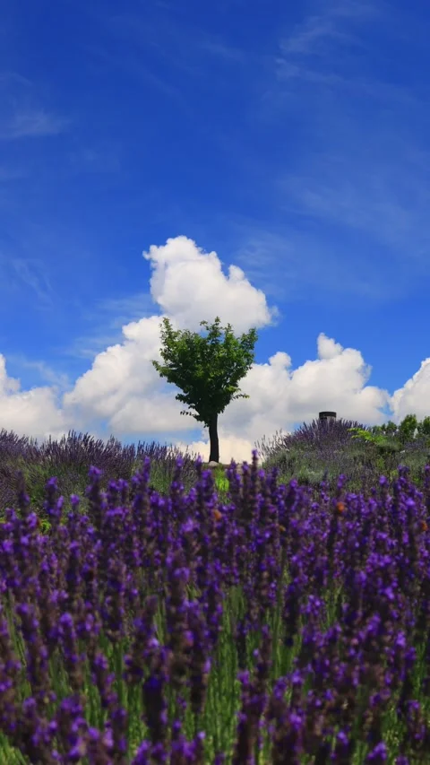 Lavender Fields, Trees, and Flowing Clouds Stock Footage 333177519