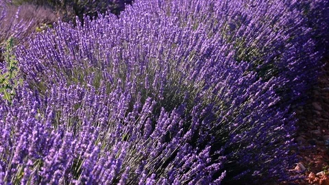 Lavender fields on Valensole Plain of Provence region of Southern France Stock Footage 95253702
