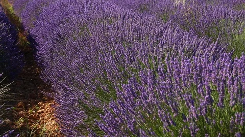 Lavender fields on Valensole Plain of Provence region of Southern France Stock Footage 95253719
