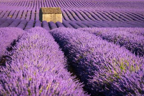 Lavender fields in Valensole in Summer. Alpes de Haute Provence, France Stock Photos