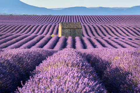 Lavender fields in Valensole in Summer light. Alpes-de-Haute-Provence, France Stock Photos