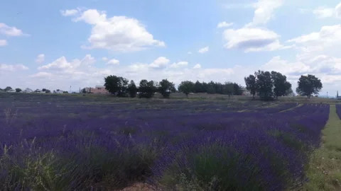 Lavender fields in the Valensole valley. Provence. France. Slow motion. Stock Footage 119584639