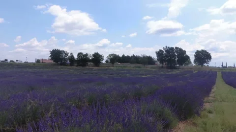 Lavender fields in the Valensole valley. Provence. France. Slow motion. Stock Footage 119584641