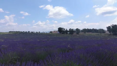 Lavender fields in the Valensole valley. Provence. France. Slow motion. Stock Footage 119584644