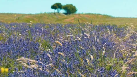 Lavender fields in windy day Stock Footage 77131511