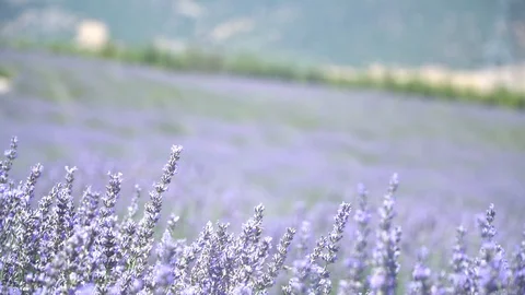 Lavender filed 库存影片 95866597