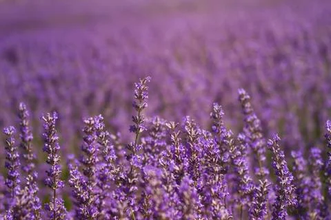 Lavender filed Foto stock