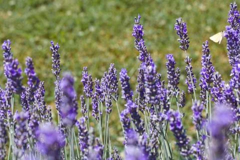 Lavender Flovers Stock Photos