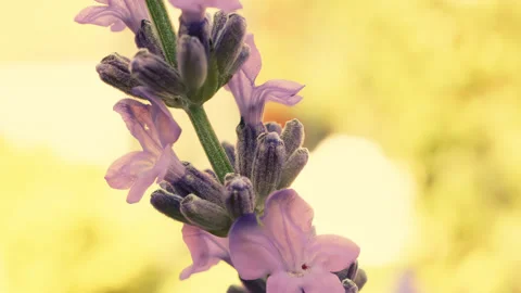 Lavender flower abstract color processing look close up background stock fo.. Stock Footage 344707931